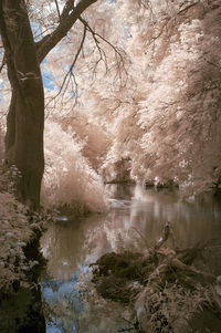 Scenic view of lake in forest