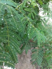 Close-up of raindrops on leaves