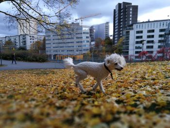 Dogs walking in city against sky