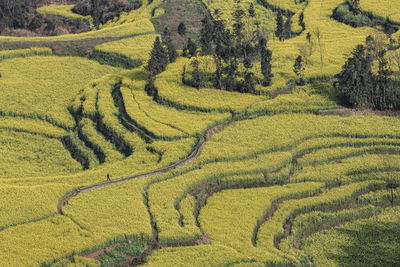 High angle view of agricultural field