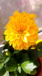 Close-up of yellow flower blooming outdoors