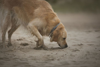 Dog relaxing on sand