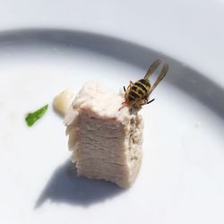 High angle view of insect on plate