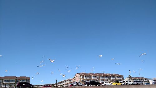 Seagulls flying over buildings against clear sky