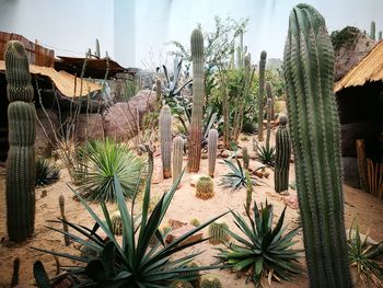 Potted cactus plants