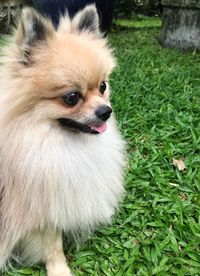 Close-up of a dog looking away