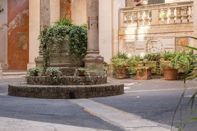 Potted plants in front of historic building