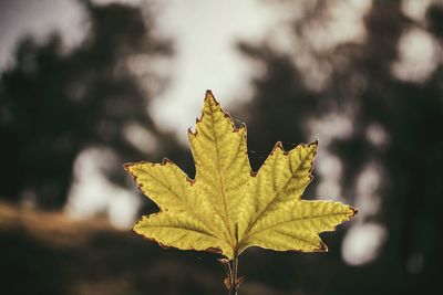 Close-up of leaves
