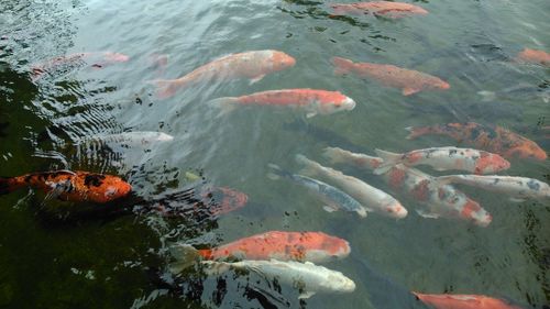 High angle view of orange koi carps swimming in lake