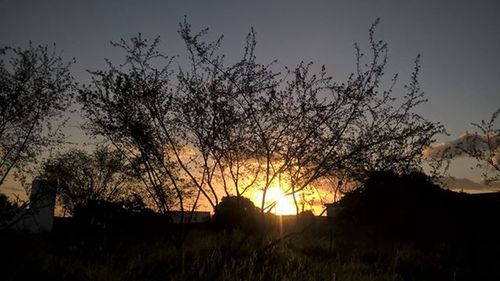 Bare trees on landscape at sunset