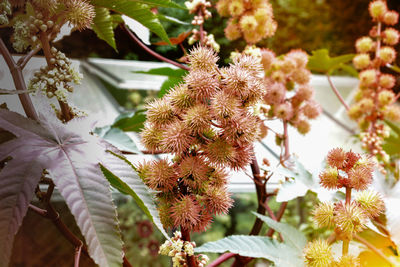 Close-up of fresh flowers blooming on tree