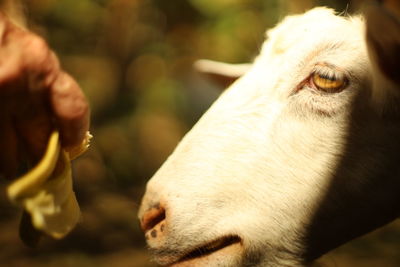 Close-up of goat