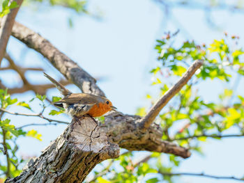 Low angle view of female robin perching on branch against sky