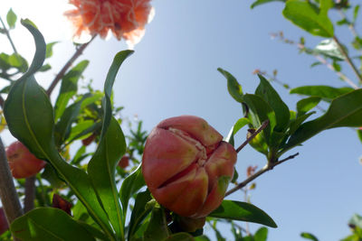 Low angle view of pink flowers blooming against clear sky