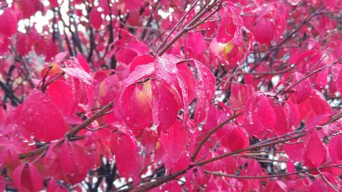 Close-up of leaves on tree