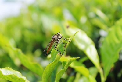 Close-up of insect on plant