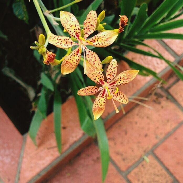 flower, freshness, petal, growth, fragility, plant, flower head, close-up, leaf, beauty in nature, nature, potted plant, blooming, stem, focus on foreground, high angle view, orange color, red, no people, single flower