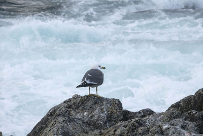 Bird perching on rock by sea