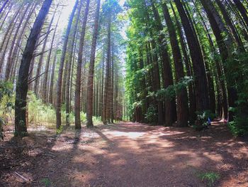 Trees growing in forest