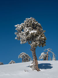 Winter landscape in snowy mountains. frozen snowy lonely fir trees against blue sky.