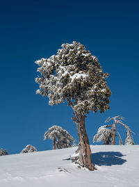 Low angle view of tree against clear blue sky