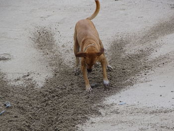 Dog walking on beach