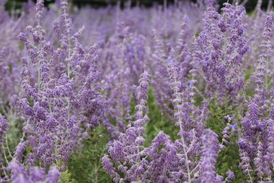 Close-up of purple flowers