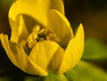 Close-up of yellow flower