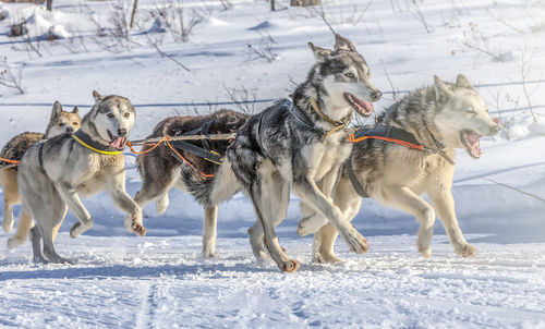 Husky dogs are pulling sledge at sunny winter forest in kamchatka