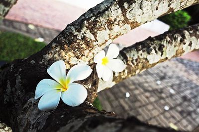 Close-up of white flowering plant on tree trunk