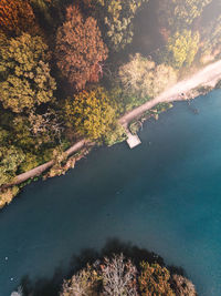 High angle view of plants by lake in forest