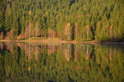 Scenic view of lake in forest