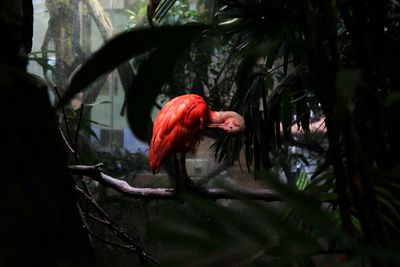 Close-up of red bird on branch