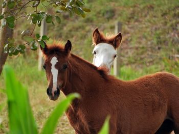 Horses standing in a field