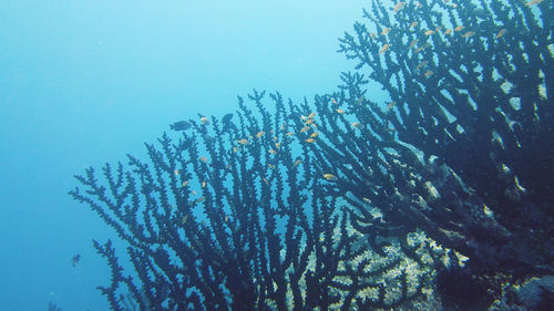View of coral in sea