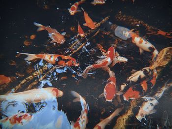 View of koi fish in water