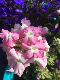 Close-up of pink flowers blooming outdoors