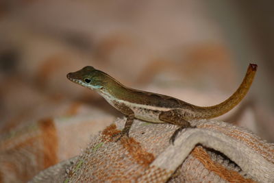 Close-up of injured lizard on fabric