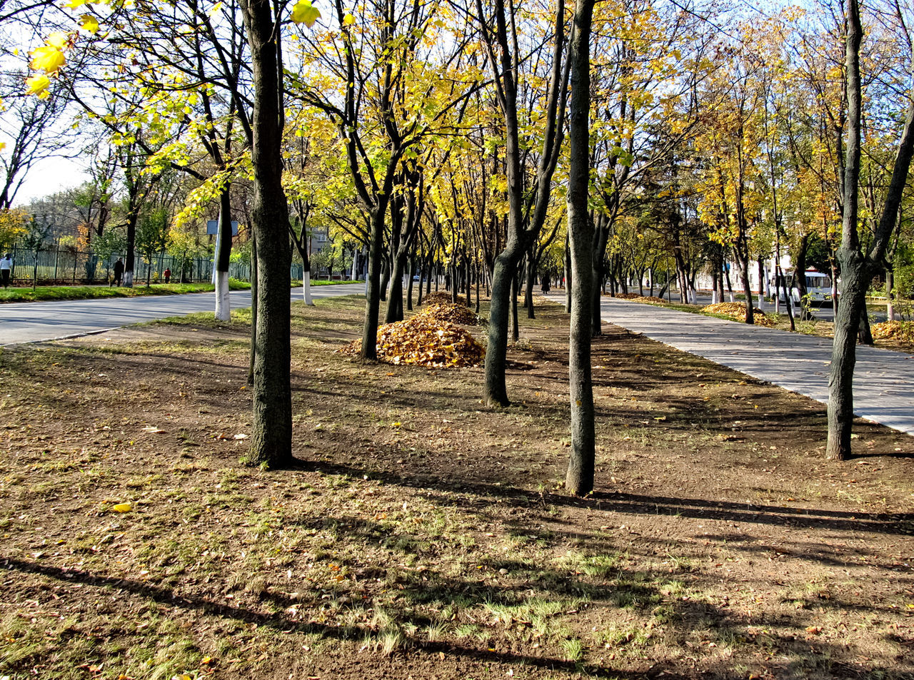 TREES GROWING IN PARK DURING AUTUMN