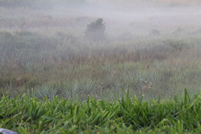 View of bird on field