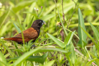 Bird perching on grass