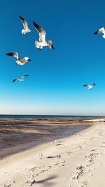 Seagulls flying at beach