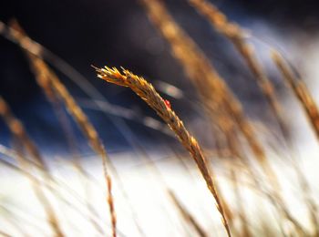 Close-up of wheat growing in field