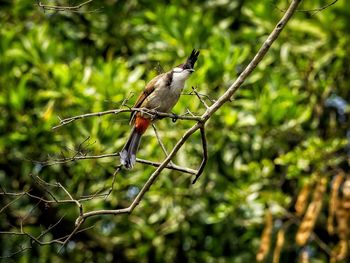 Close-up of spider on web against trees