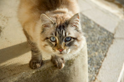 High angle portrait of cat