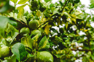 Close-up of berries growing on tree