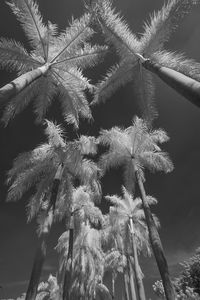 Low angle view of trees