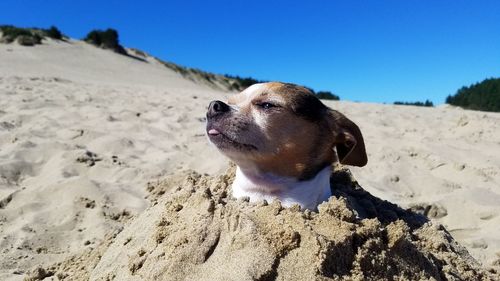 Close-up of dog on beach against clear sky