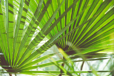 Close-up of palm tree leaves