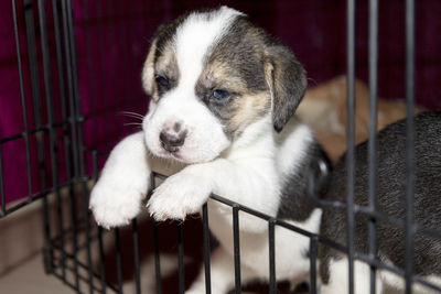 A cute 3 week old beagle puppy behind a fence